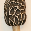morel-mushroom